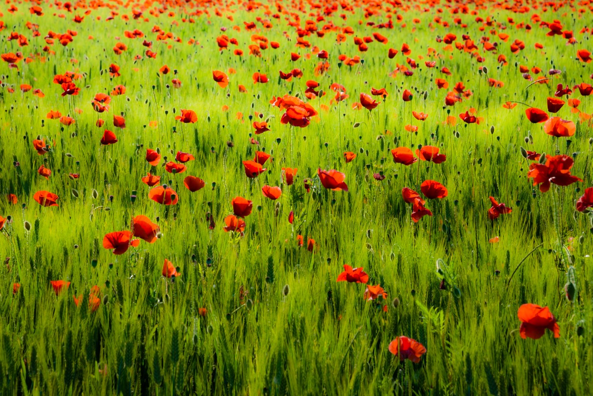A thousand red poppies