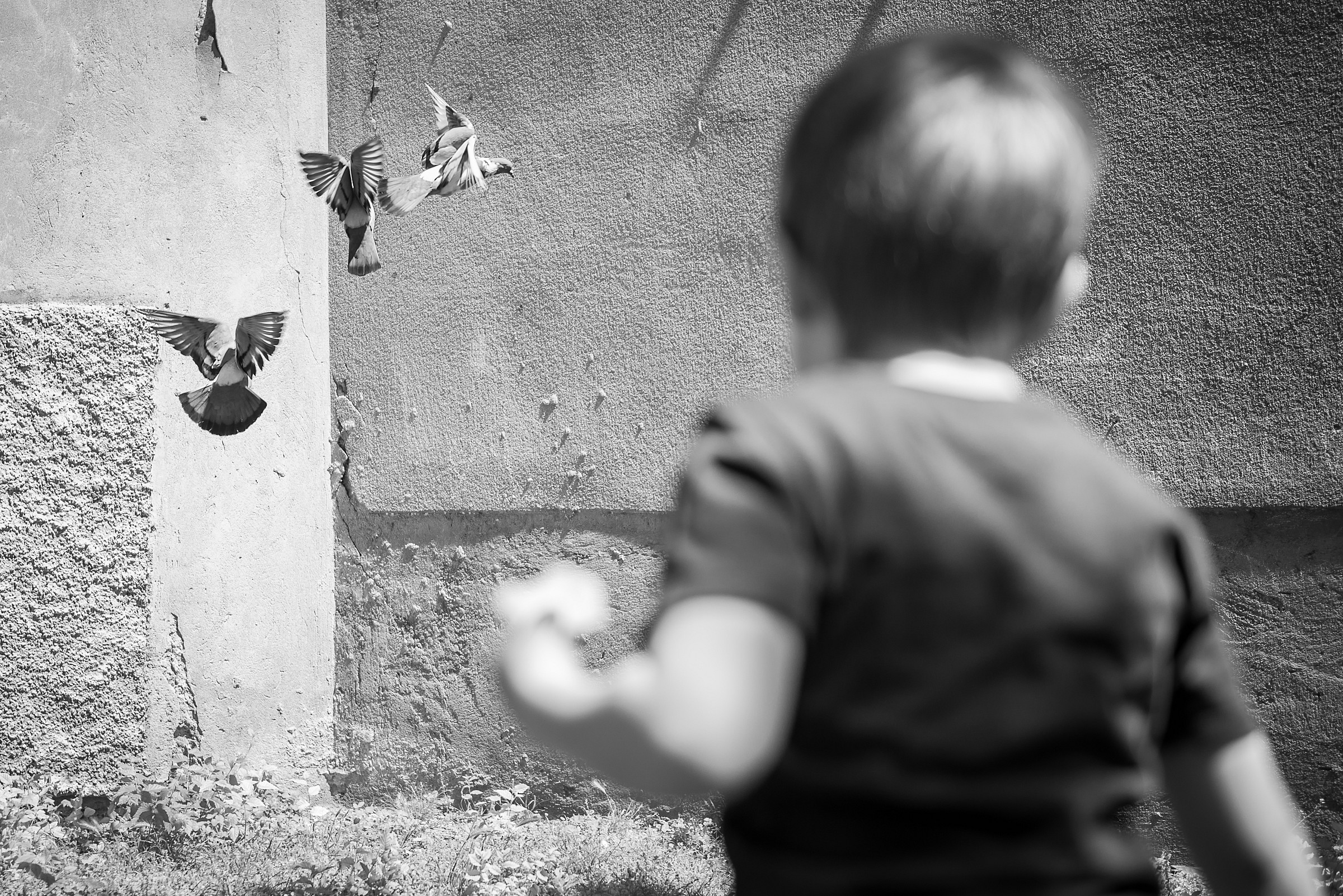 Cattura il piccione!