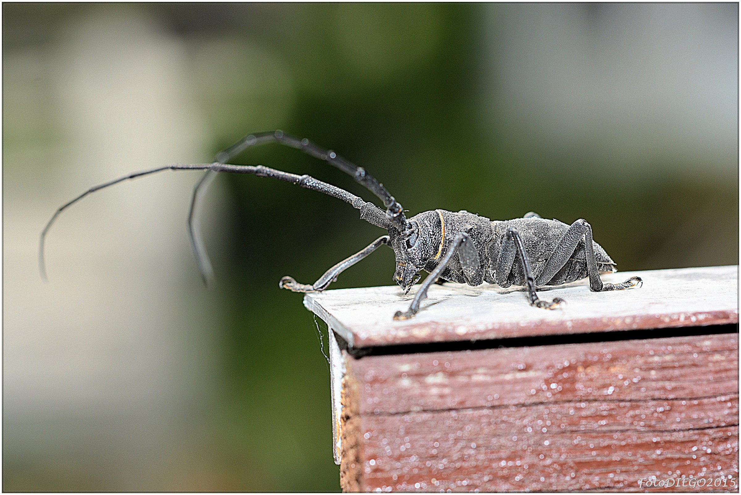 il bello che piace...