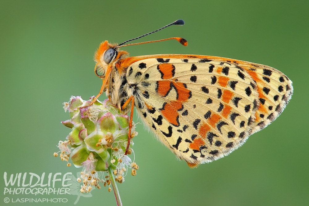 ... Melitaea didyma ...