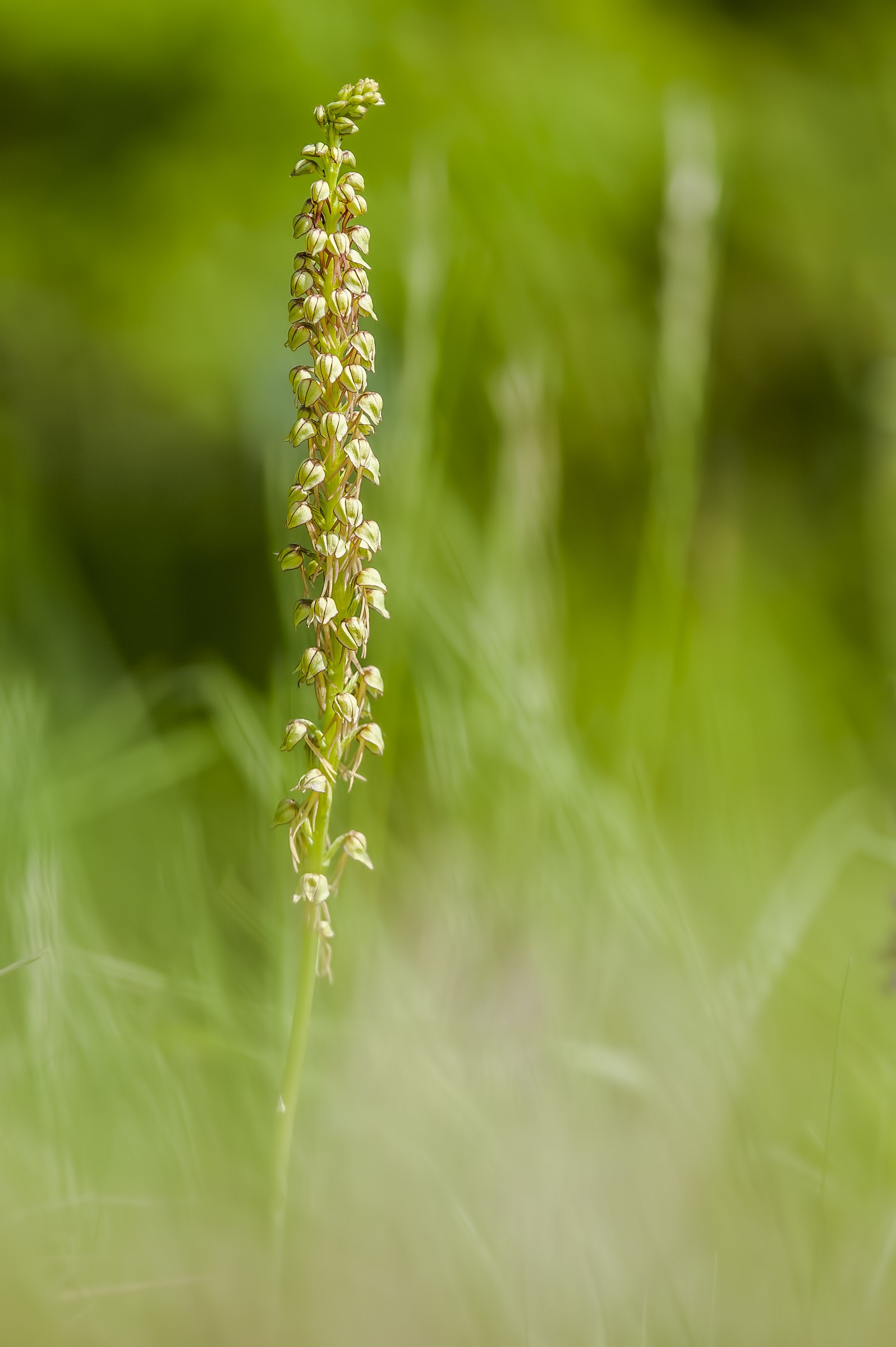 Orchis anthropophora