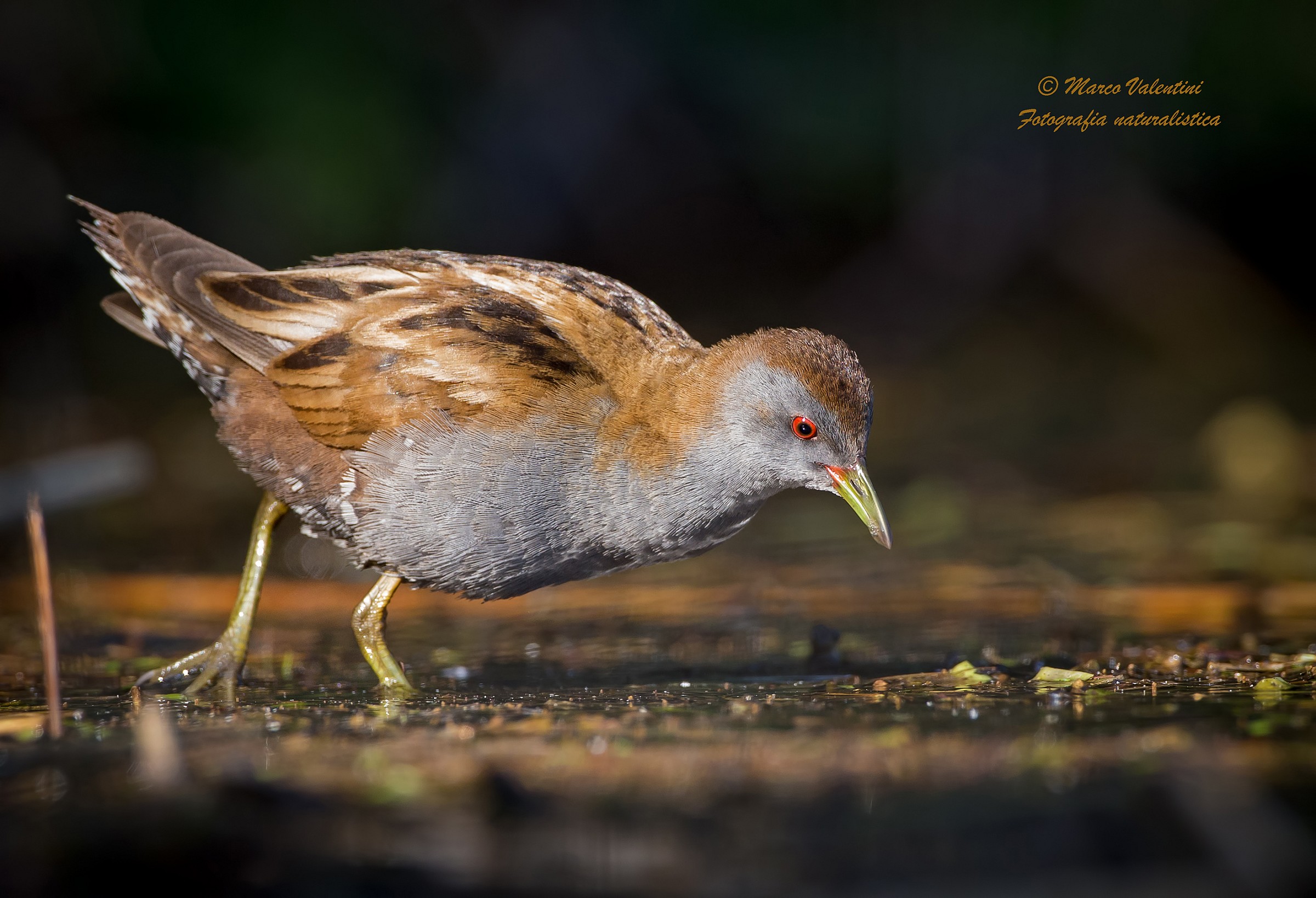 Crake dark background