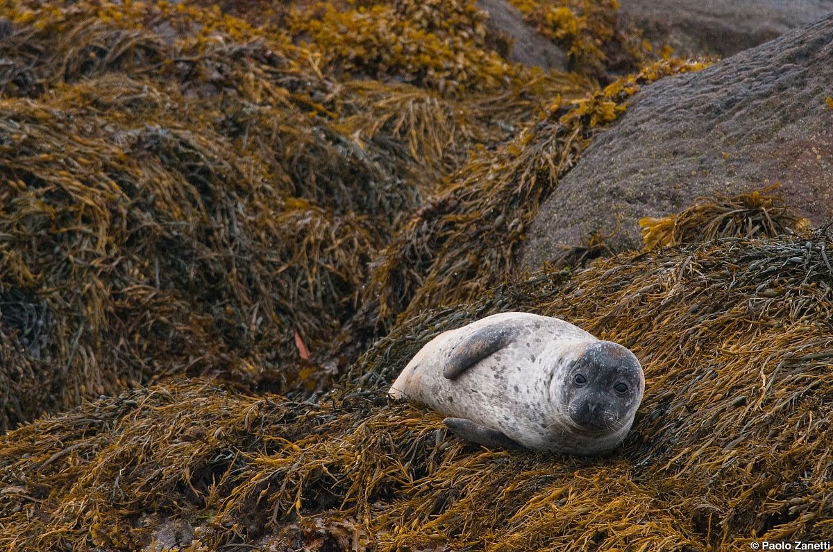 Grey seal
