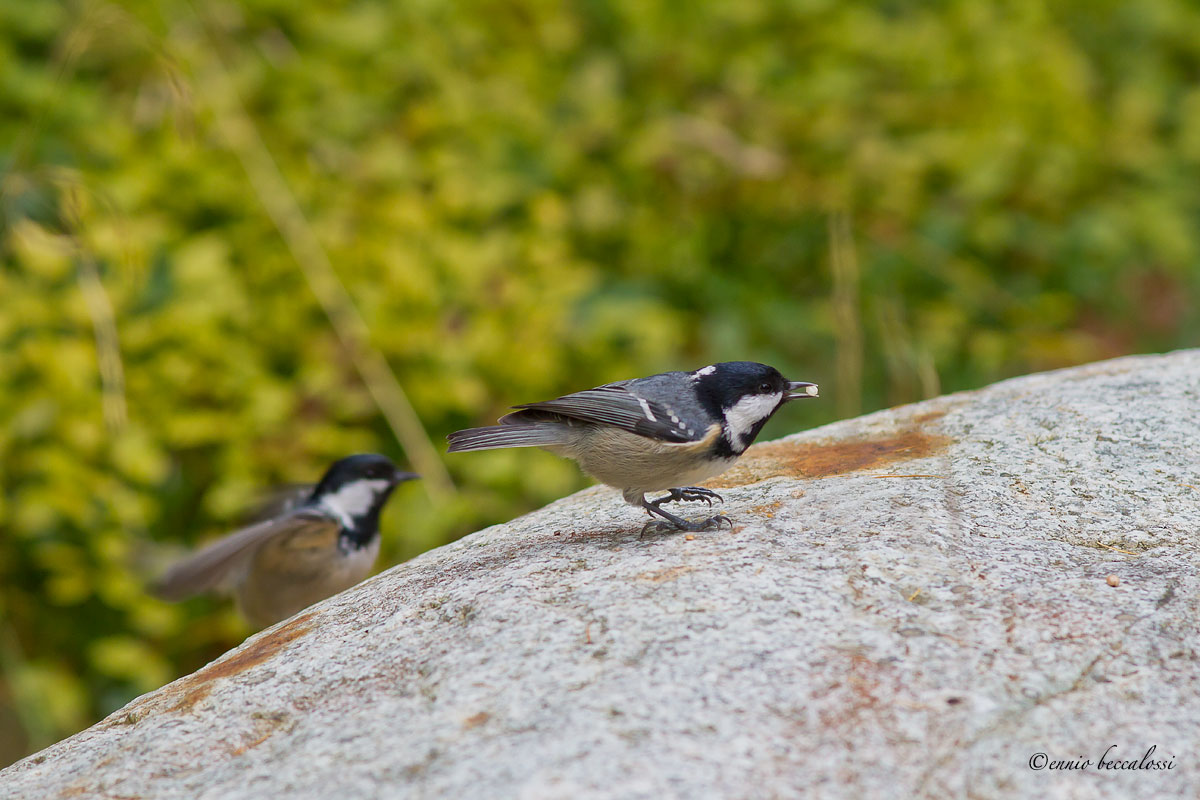 parus montanus