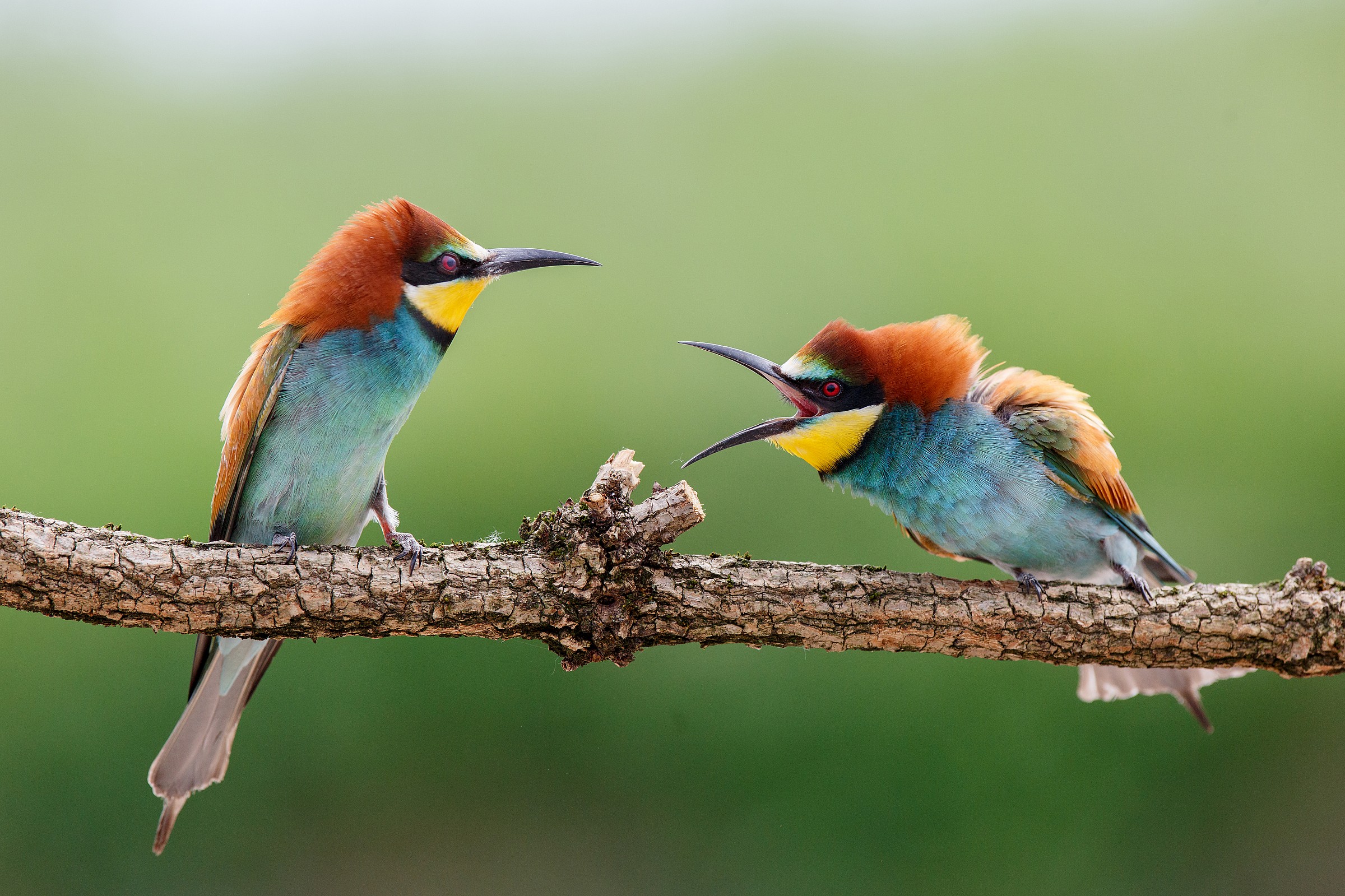 Discussions among bee-eaters