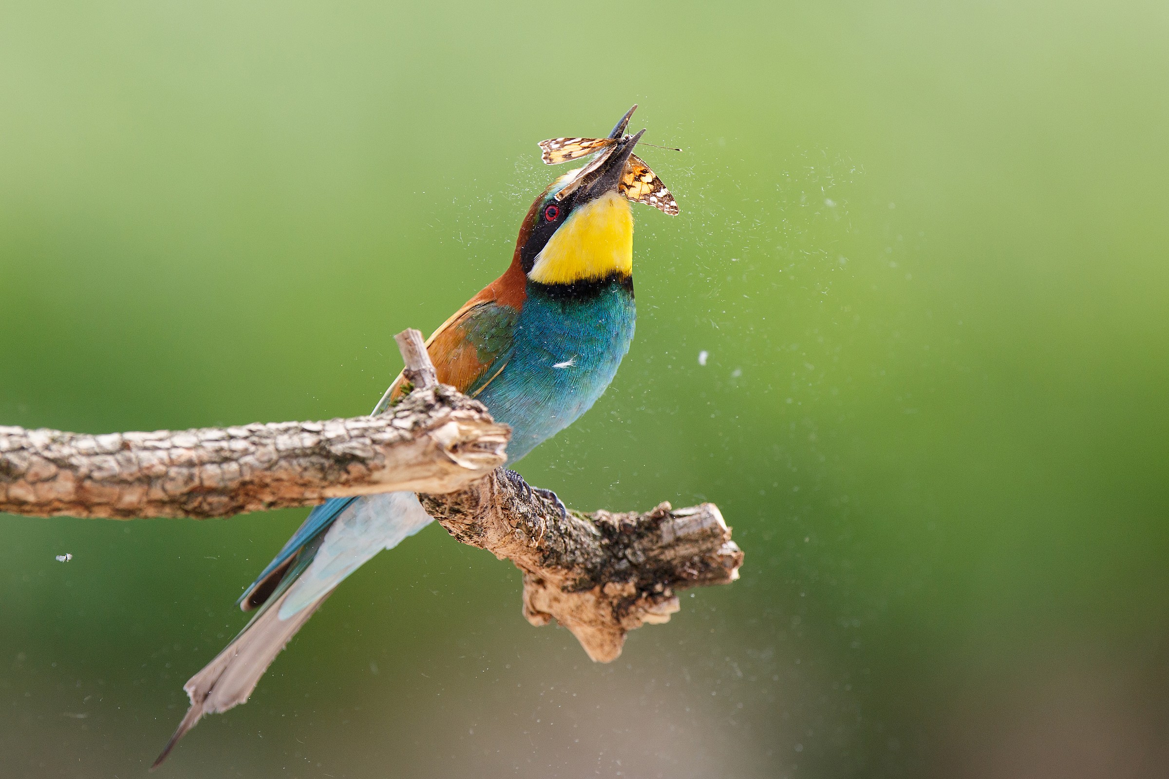 Bee-eater with a butterfly