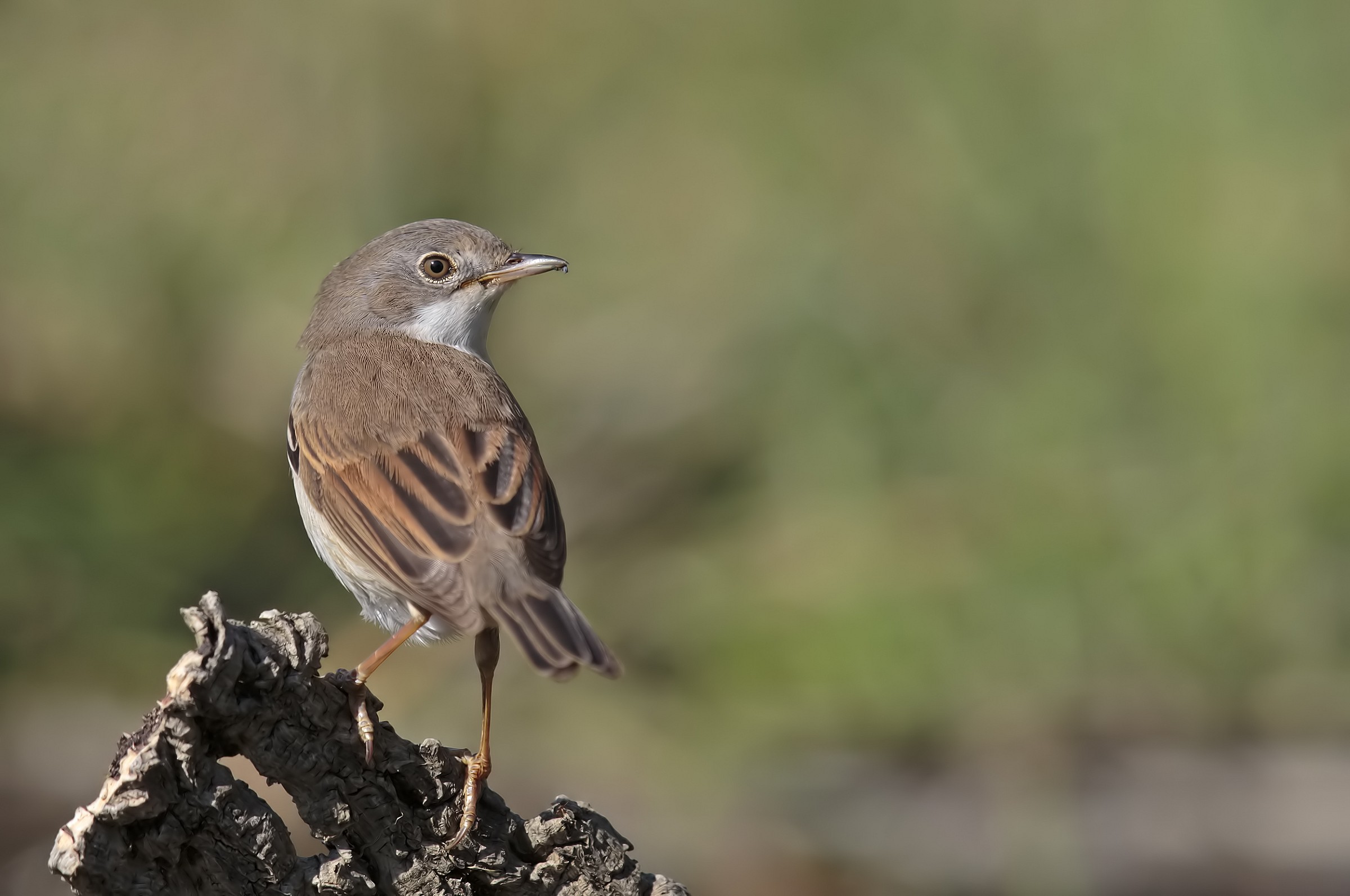 Whitethroat