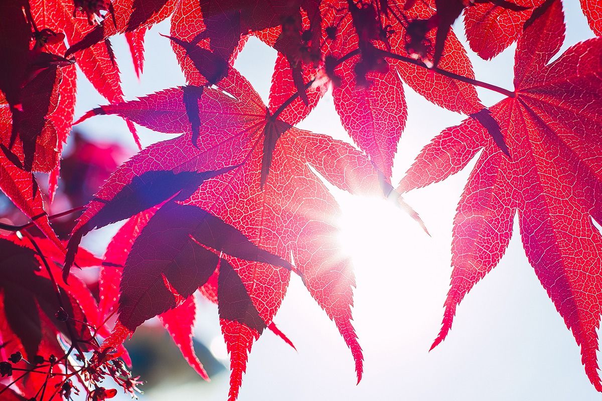 Protetto dall'acero...!!!