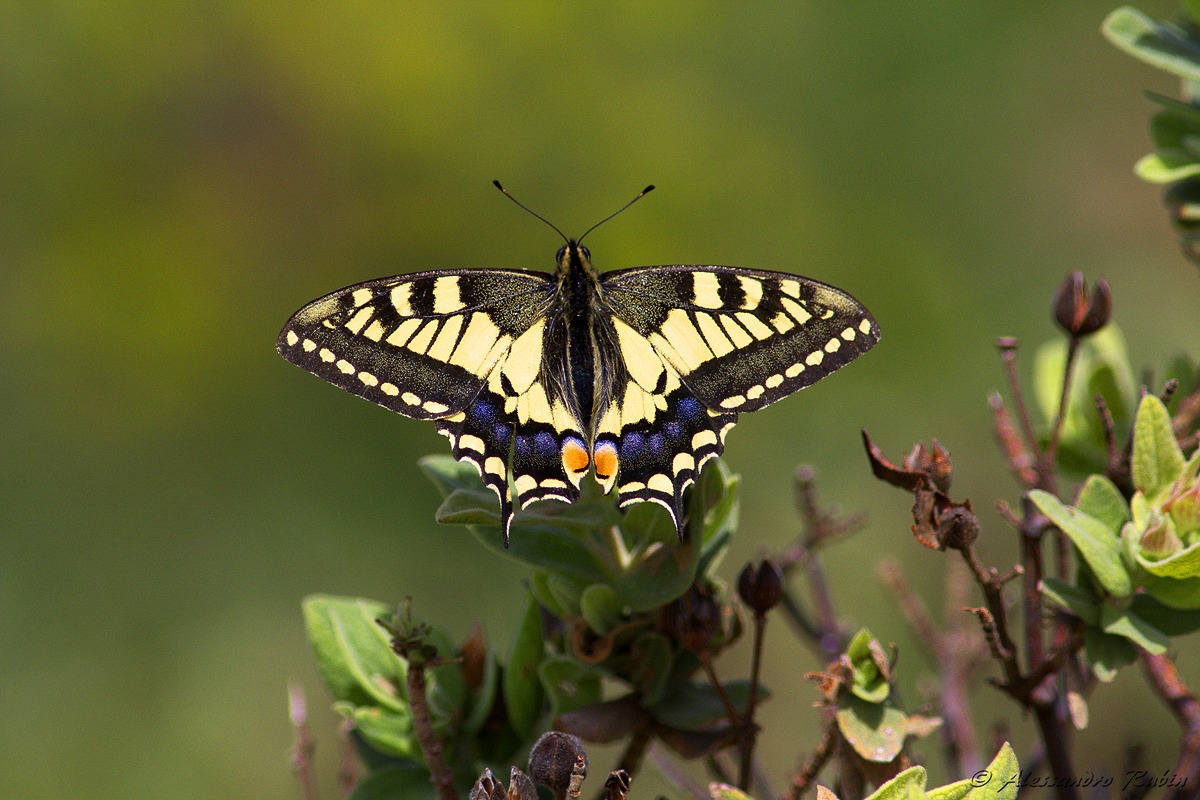 Papilio machaon