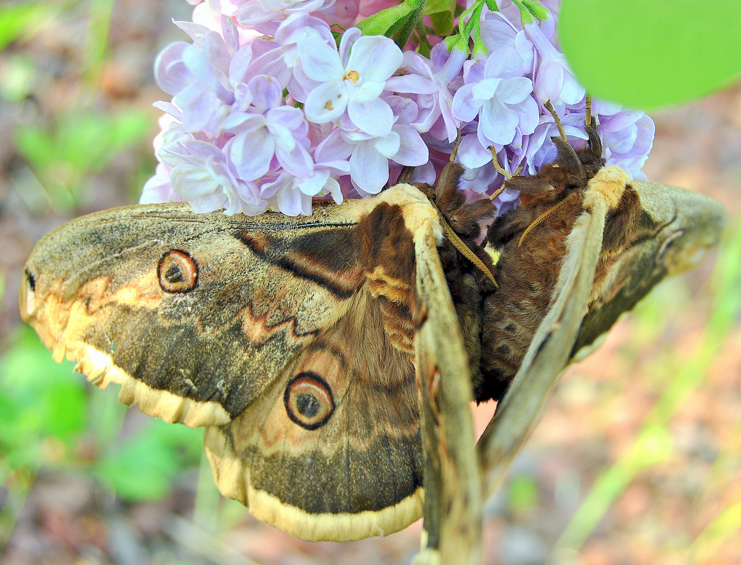 Butterflies on lilac