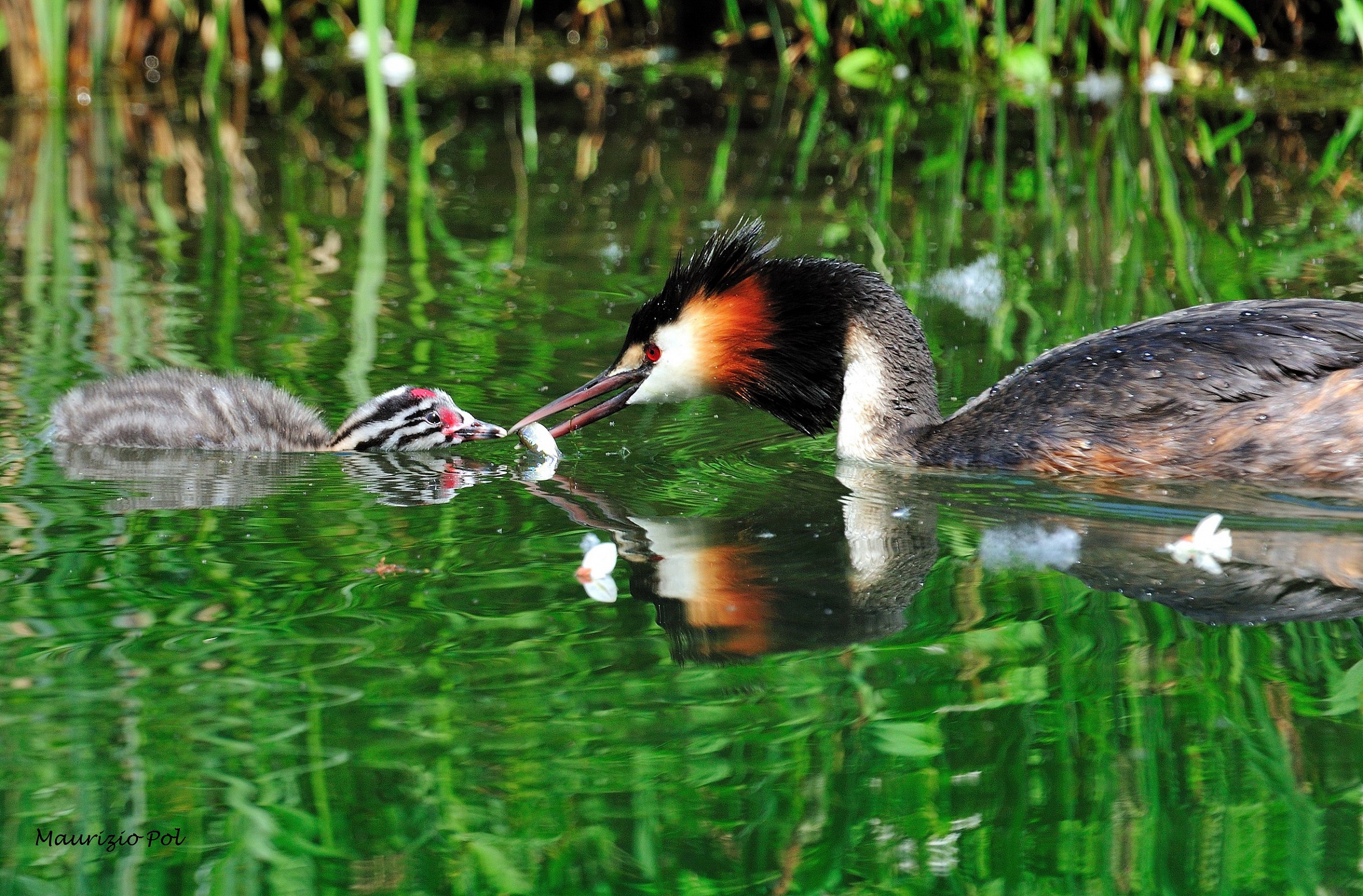 Grebe with small
