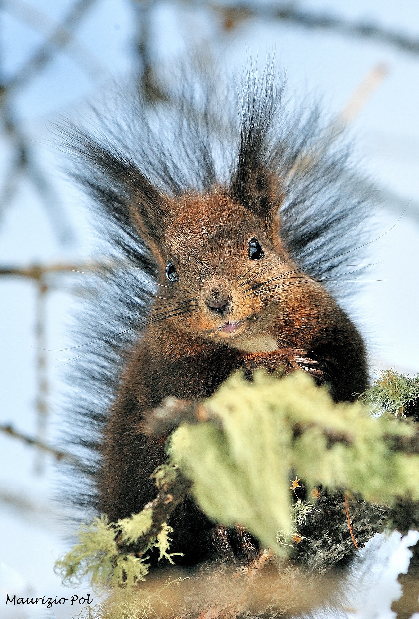 European Squirrel
