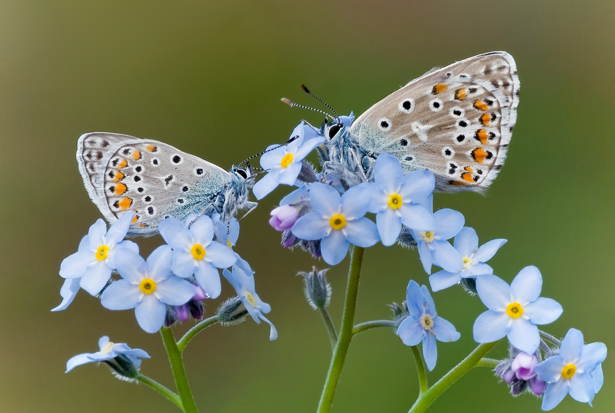 Non ti scordar di me ...