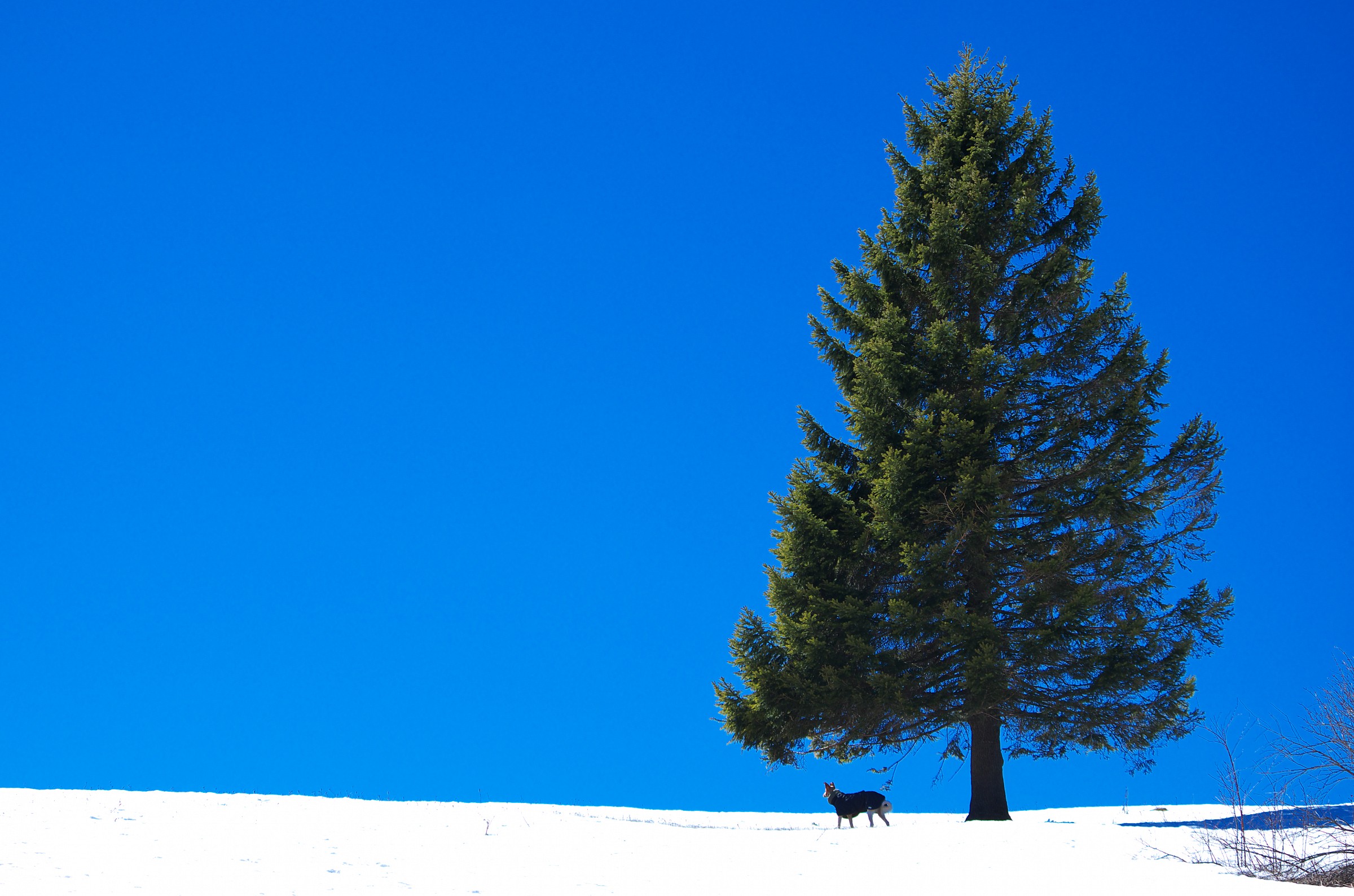 l'albero il cane e la neve