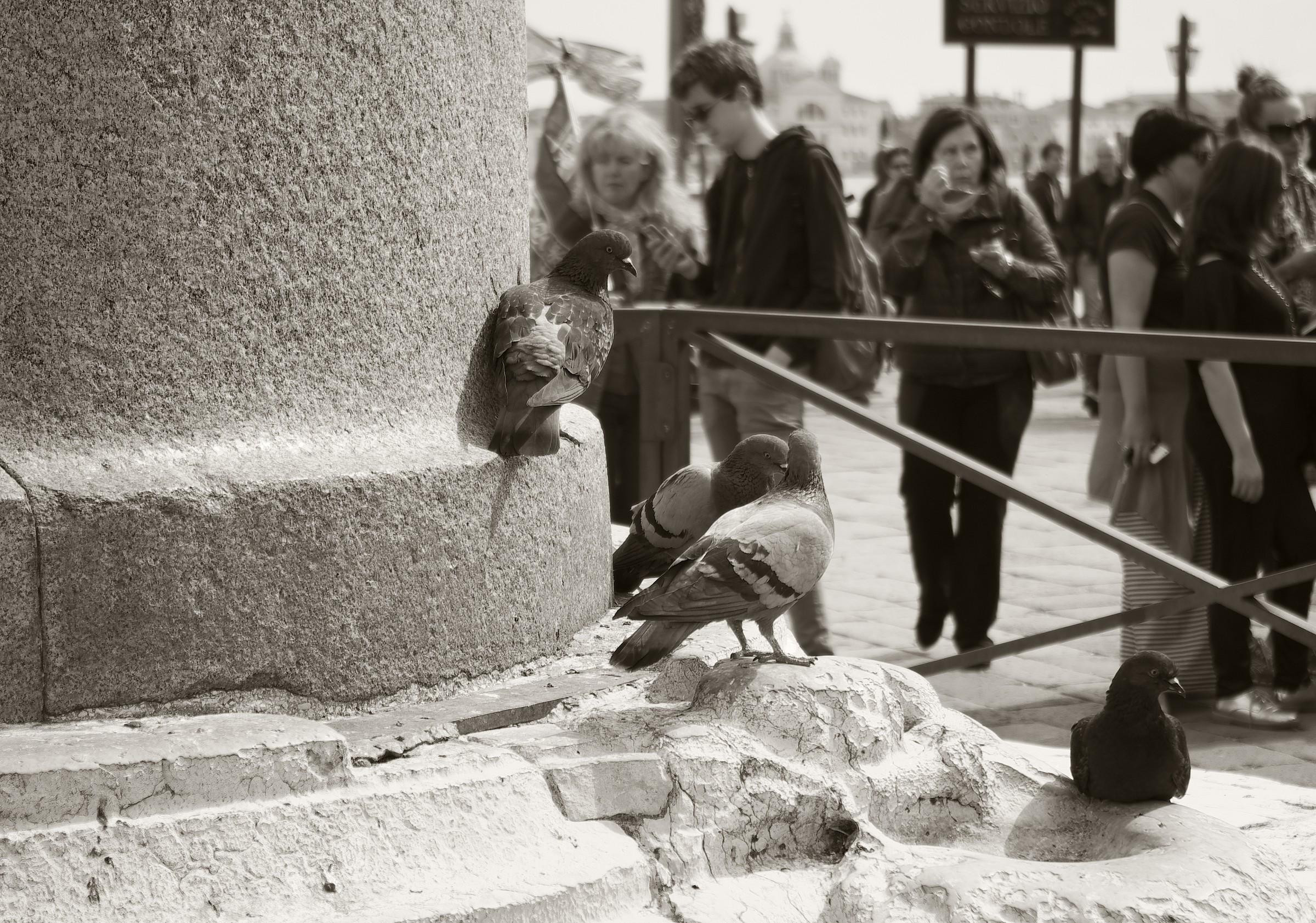 i piccioni e la colonna
