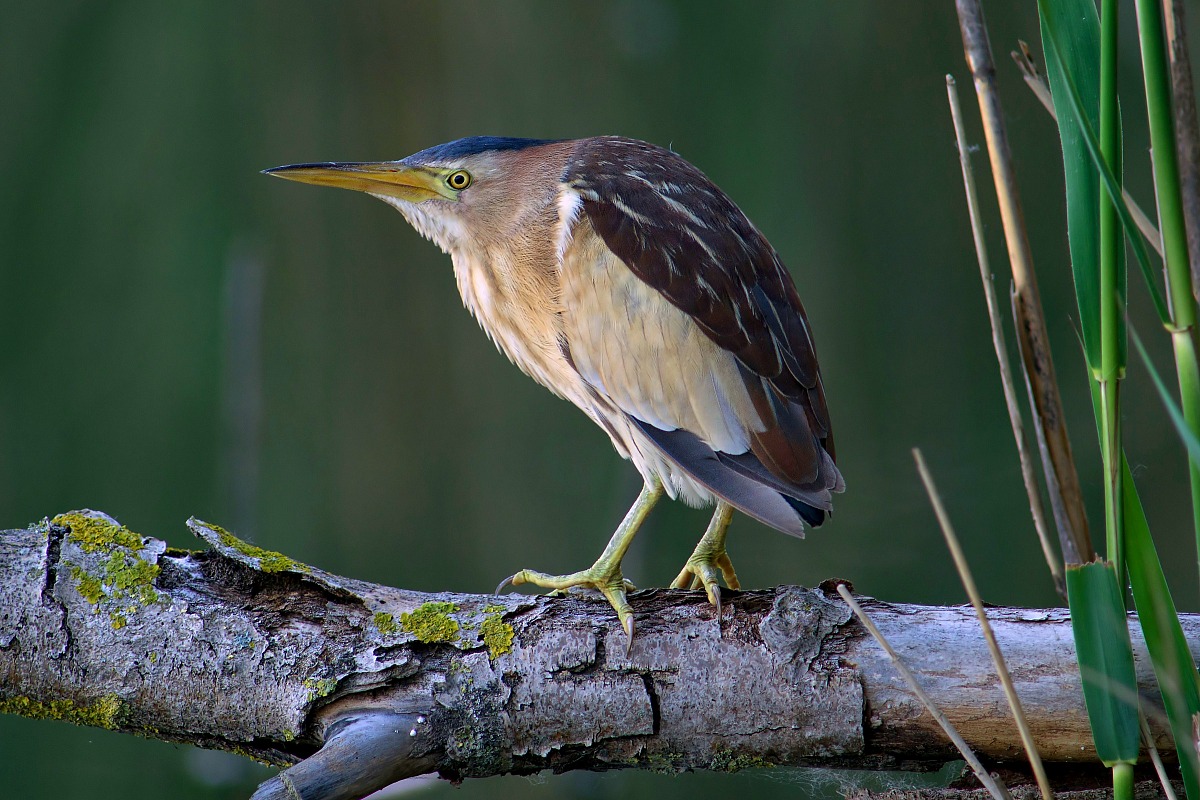 Femmina di tarabusino