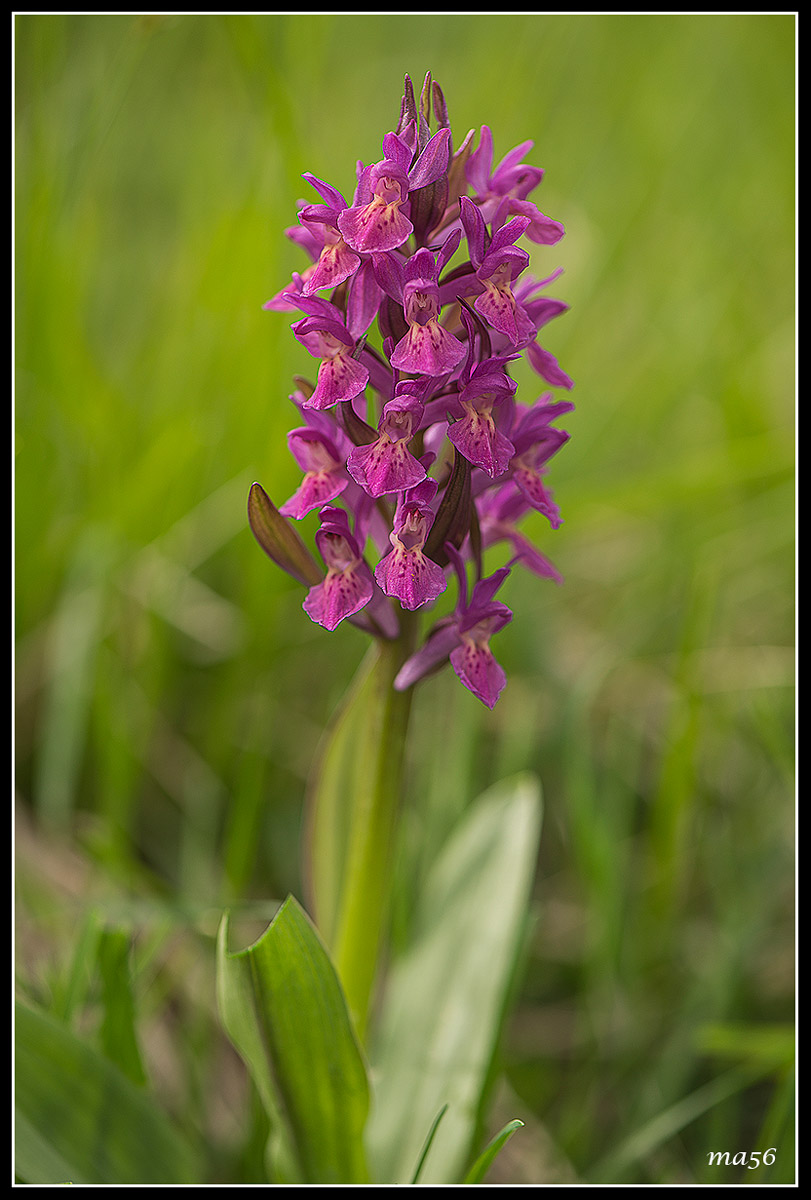 orchidea sambucina