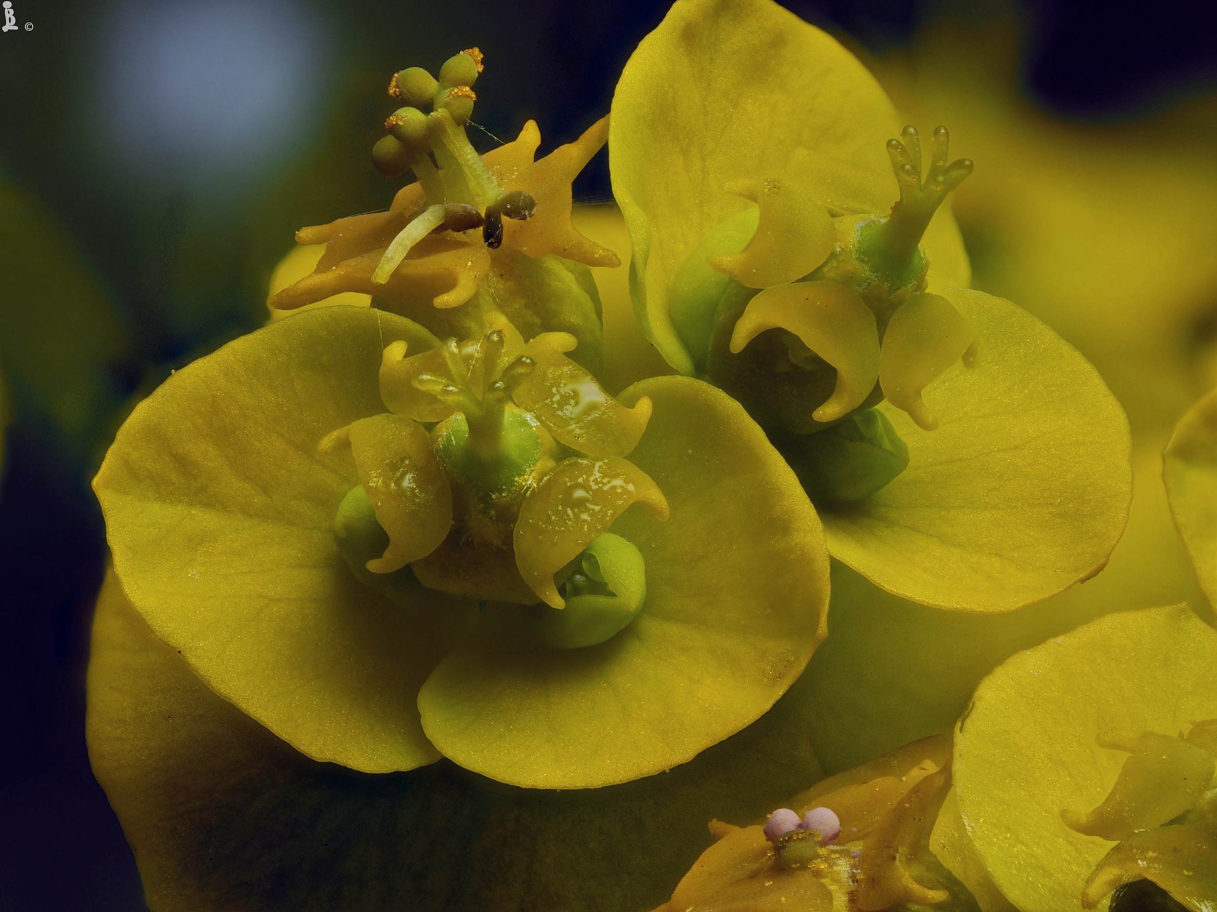 Euphorbia ( nicaensis? )