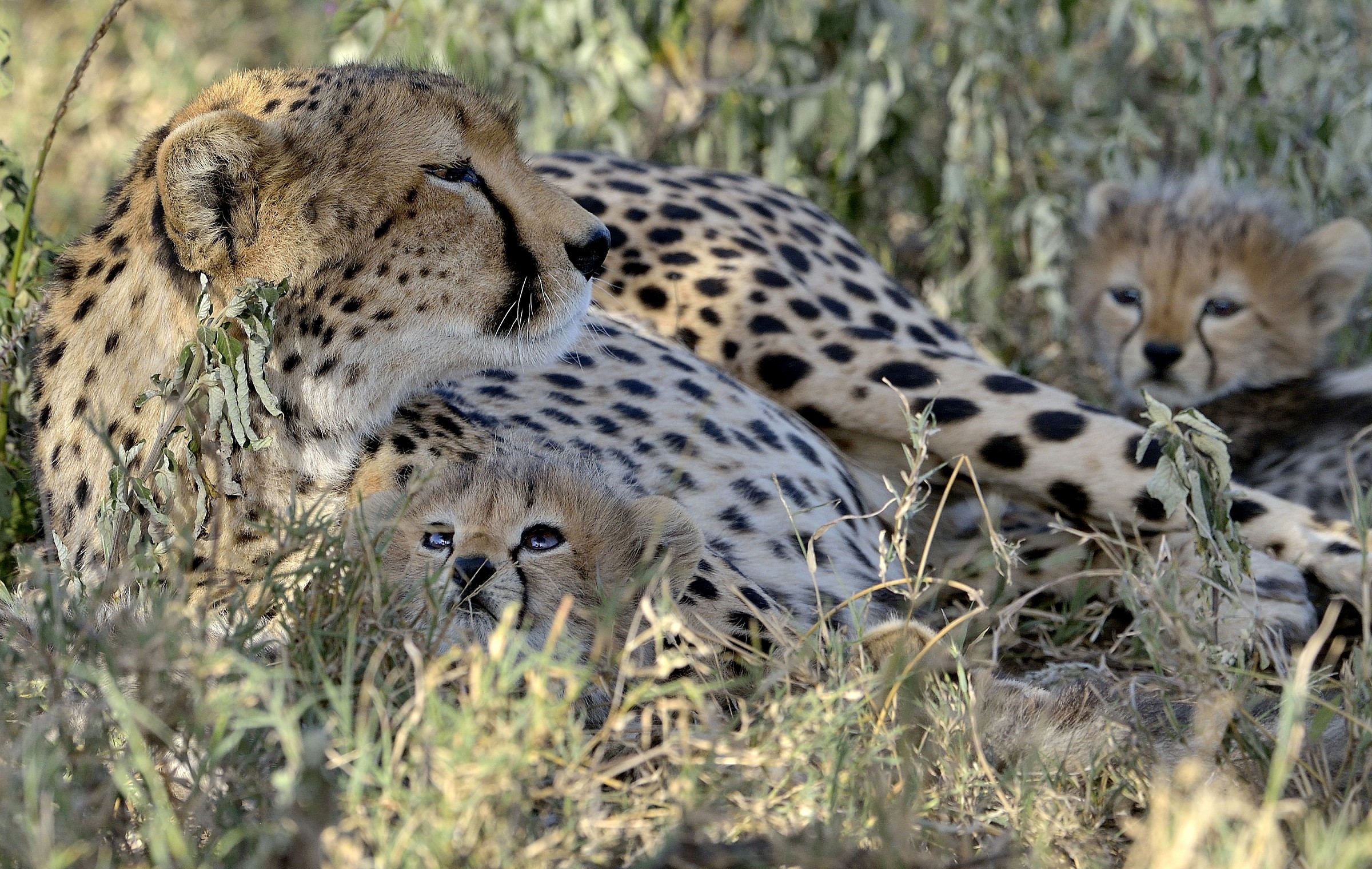 Tanzania 2015 - Sguardi d'amore