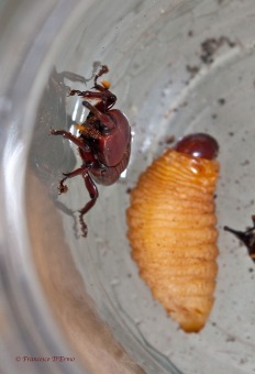 RhynchophorusFerrugineus