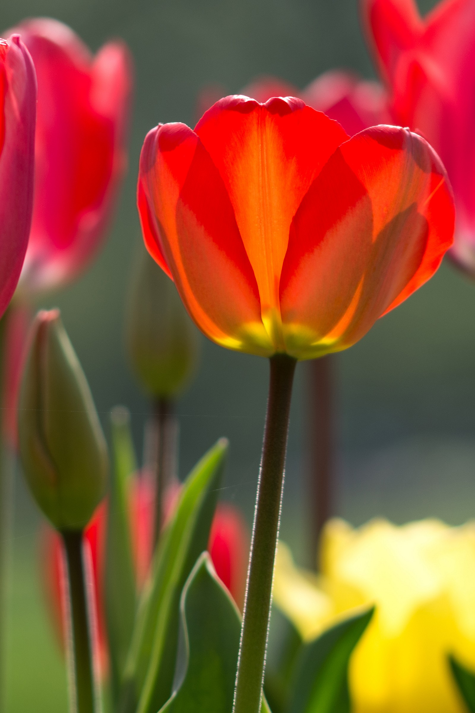 colori in controluce