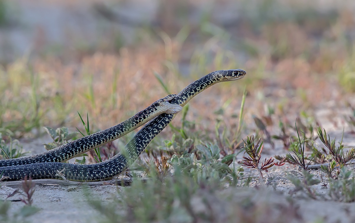 Rat snake; The Bite