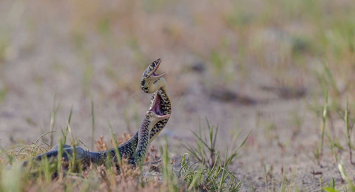 Rat snake; I like you