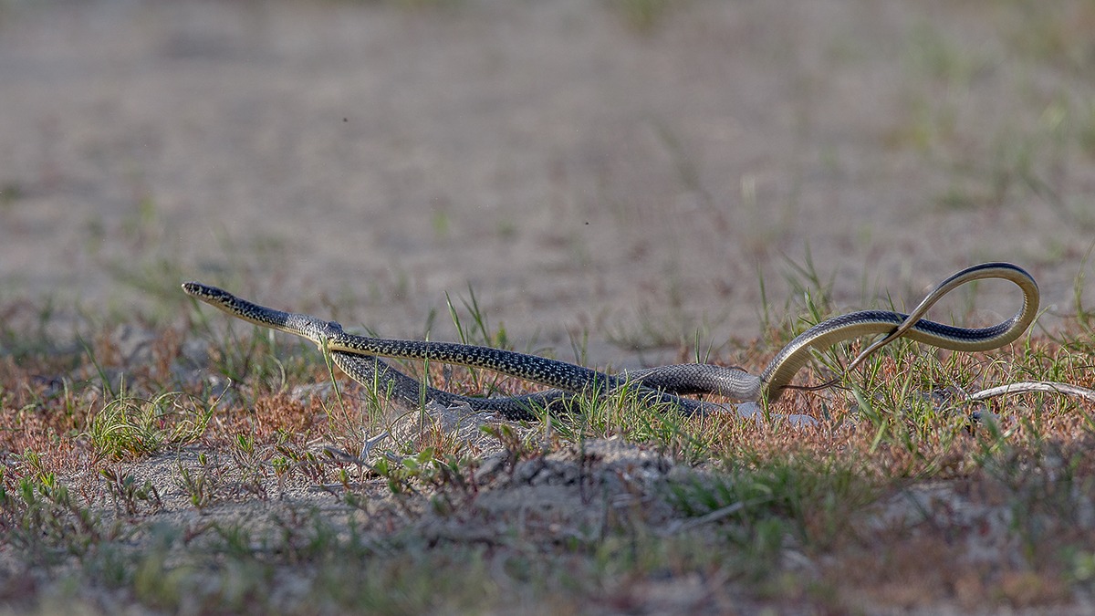 Rat snake; The plot