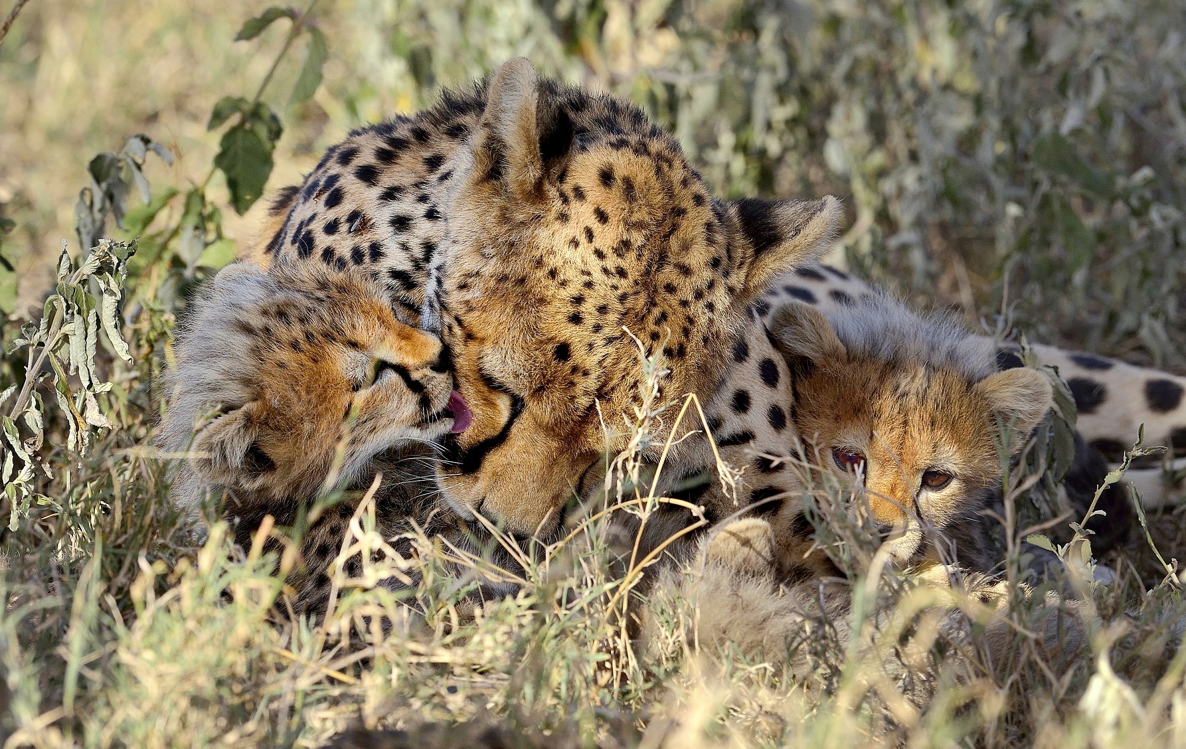 Tanzania 2015 - Affetto