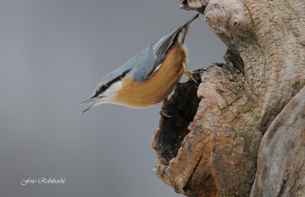 Picchio muratore....