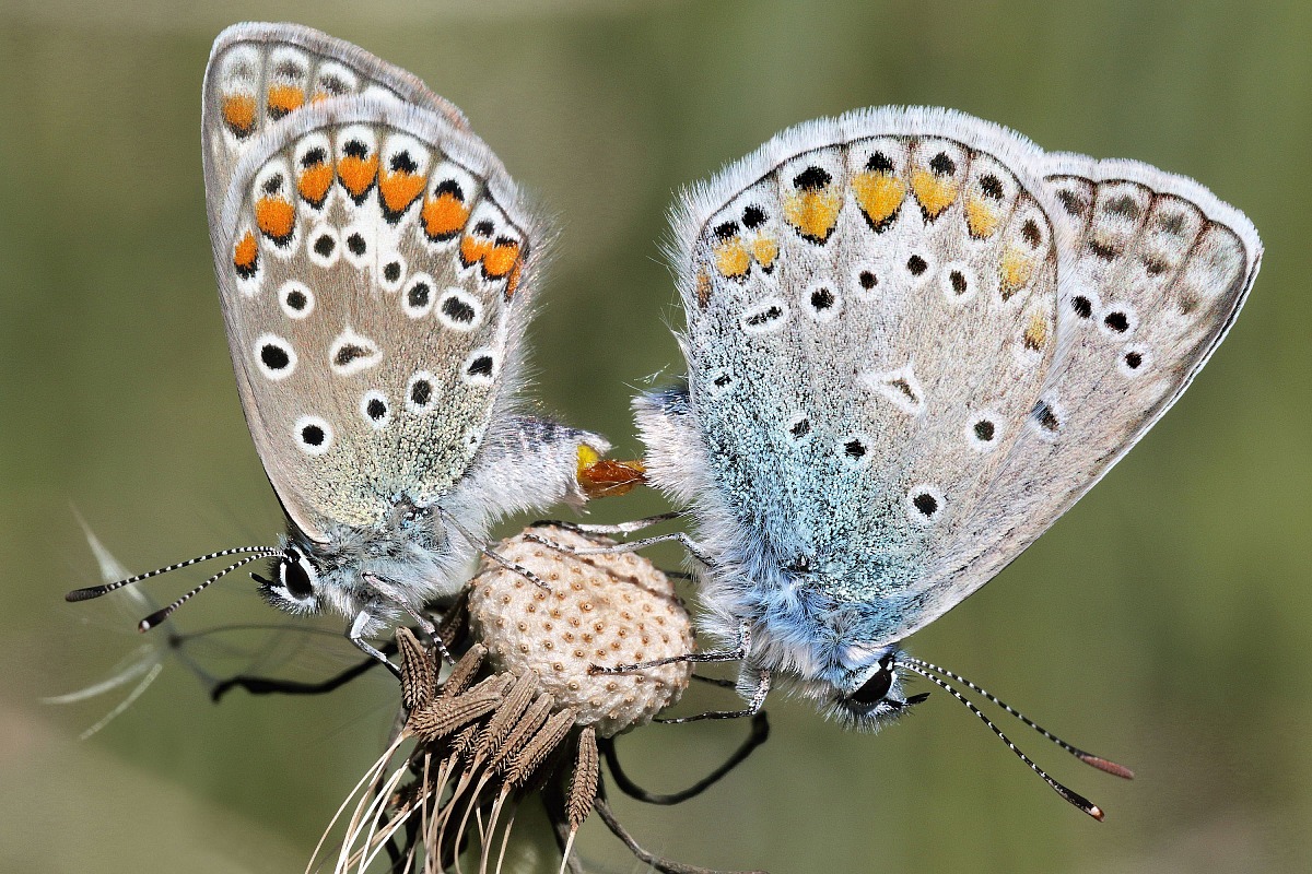 Polyommatus icarus