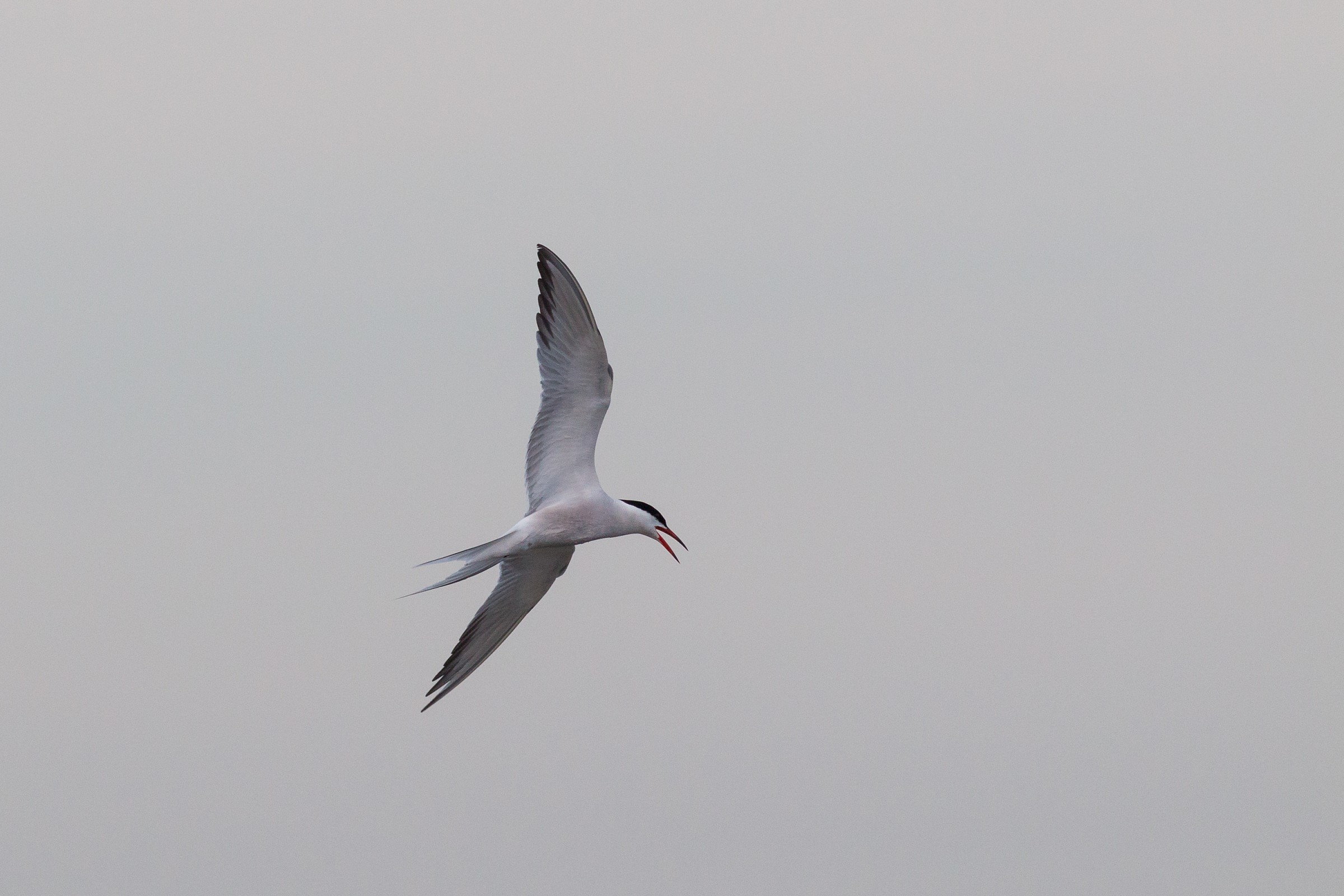 Tern