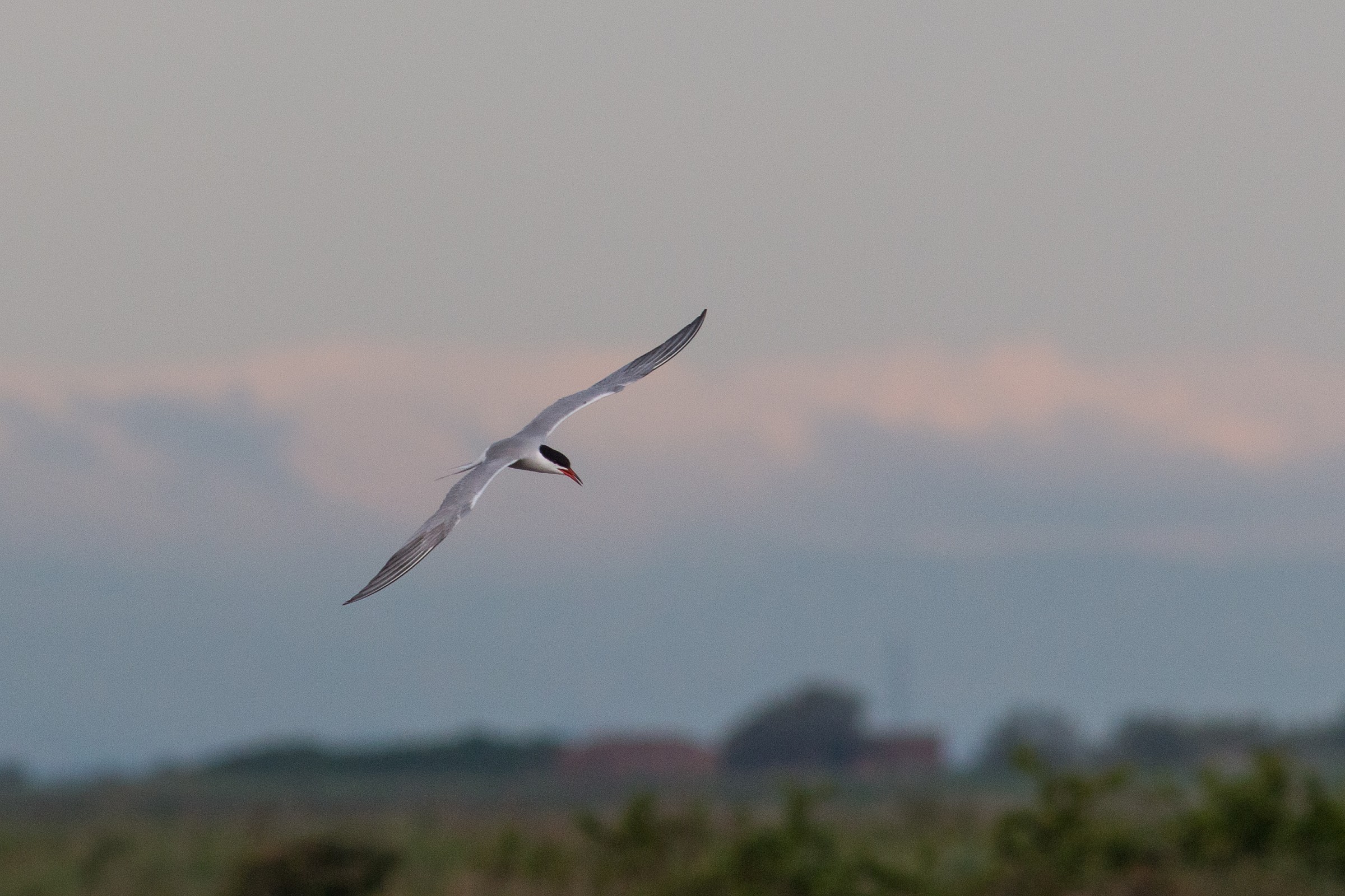 Tern
