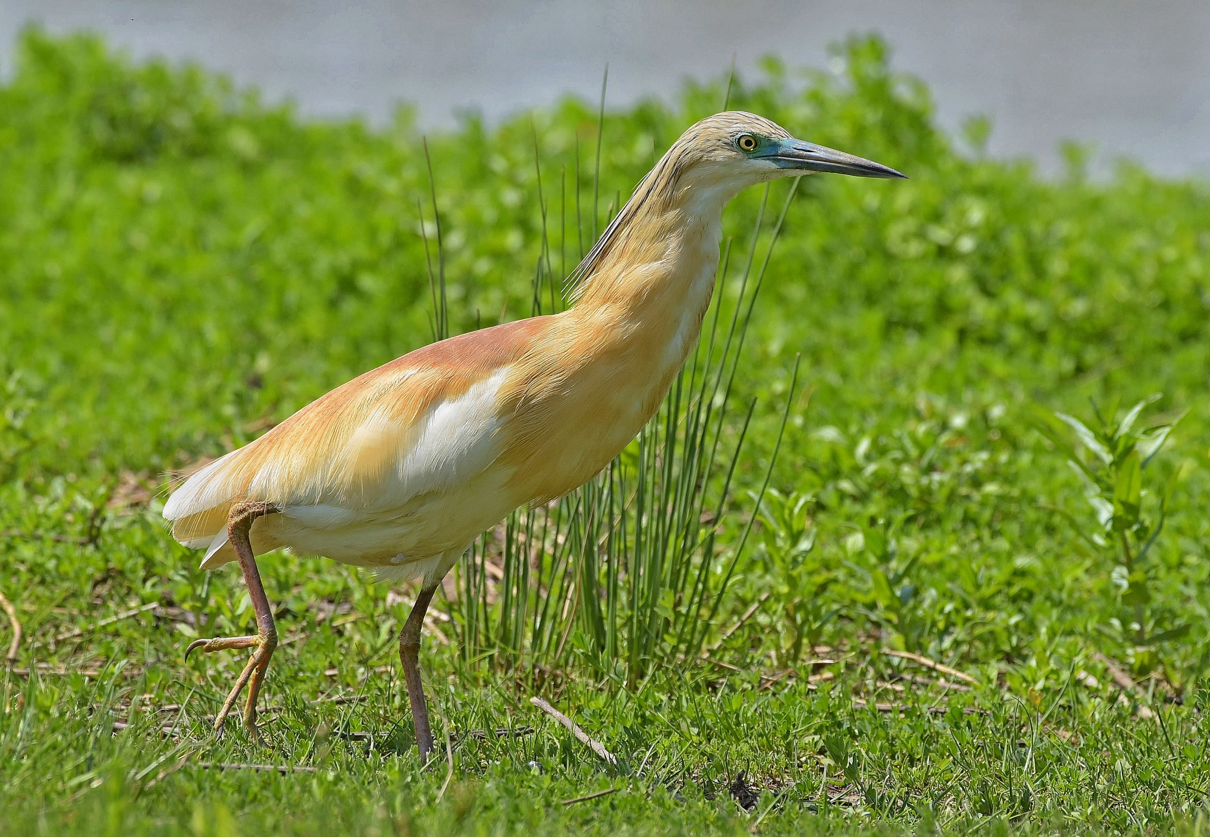 Sgarza Dal Ciuffetto!