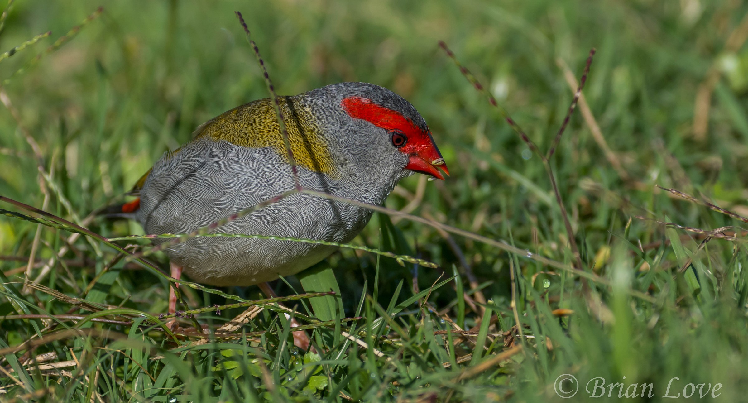Red-browed Finch