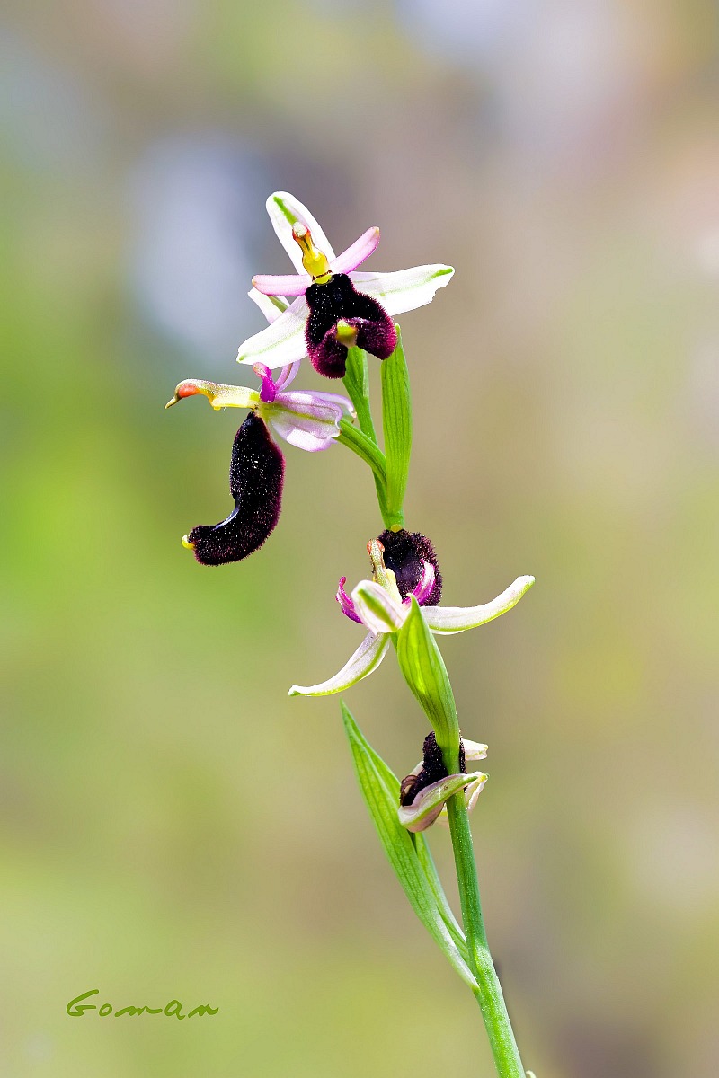 Orchidea Pugliese