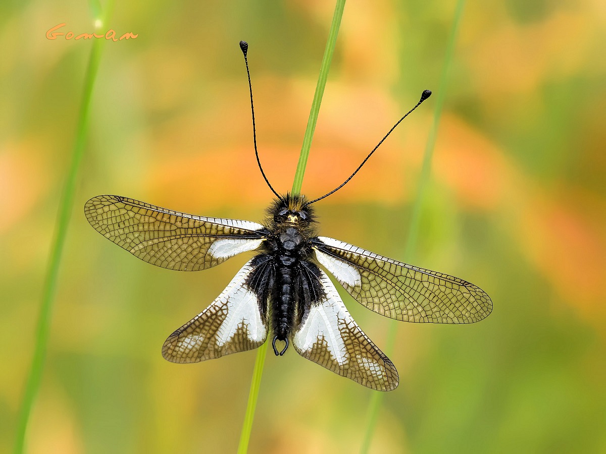 Metà farfalla, metà libellula