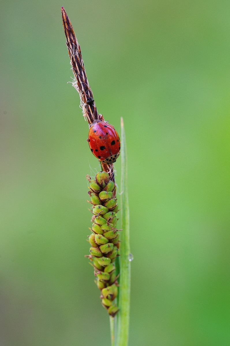 Coccinella