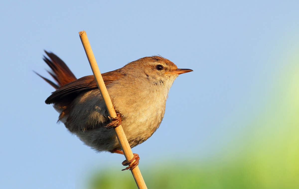 Cetti's Warbler