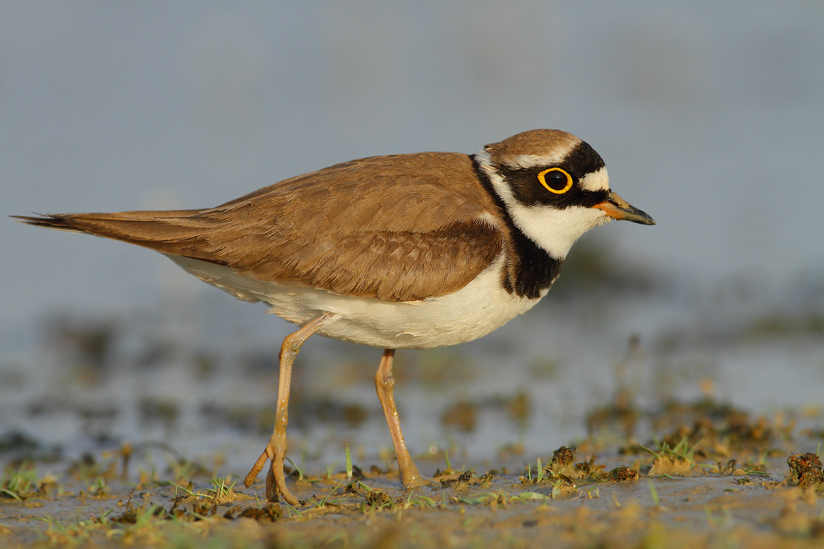 Little Ringed Plover