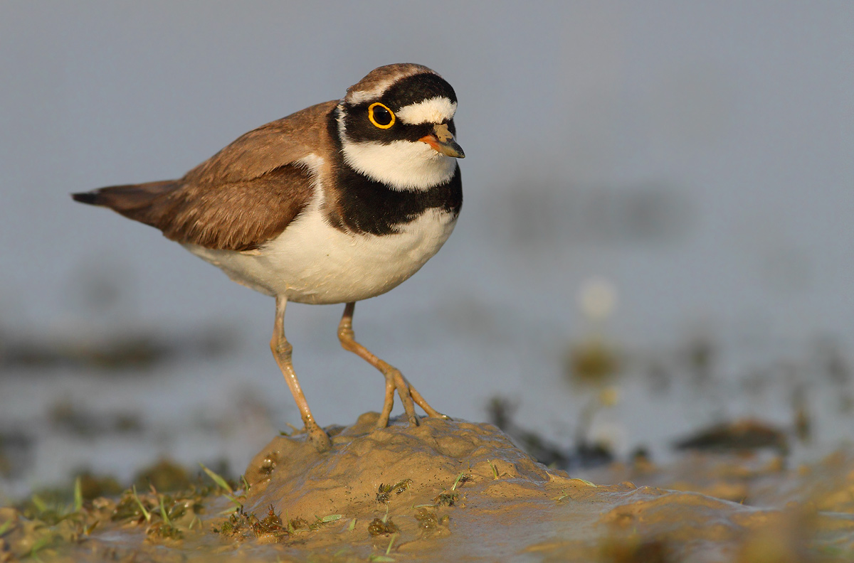 Little Ringed Plover