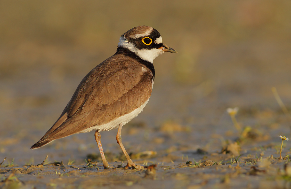 Little Ringed Plover