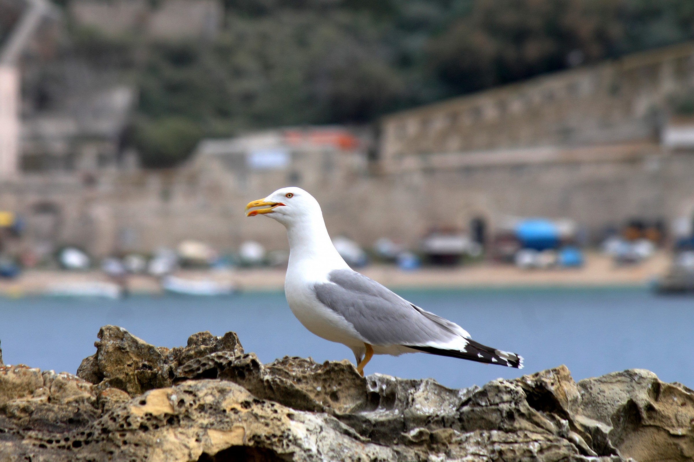 Gabbiano su S. Nicola