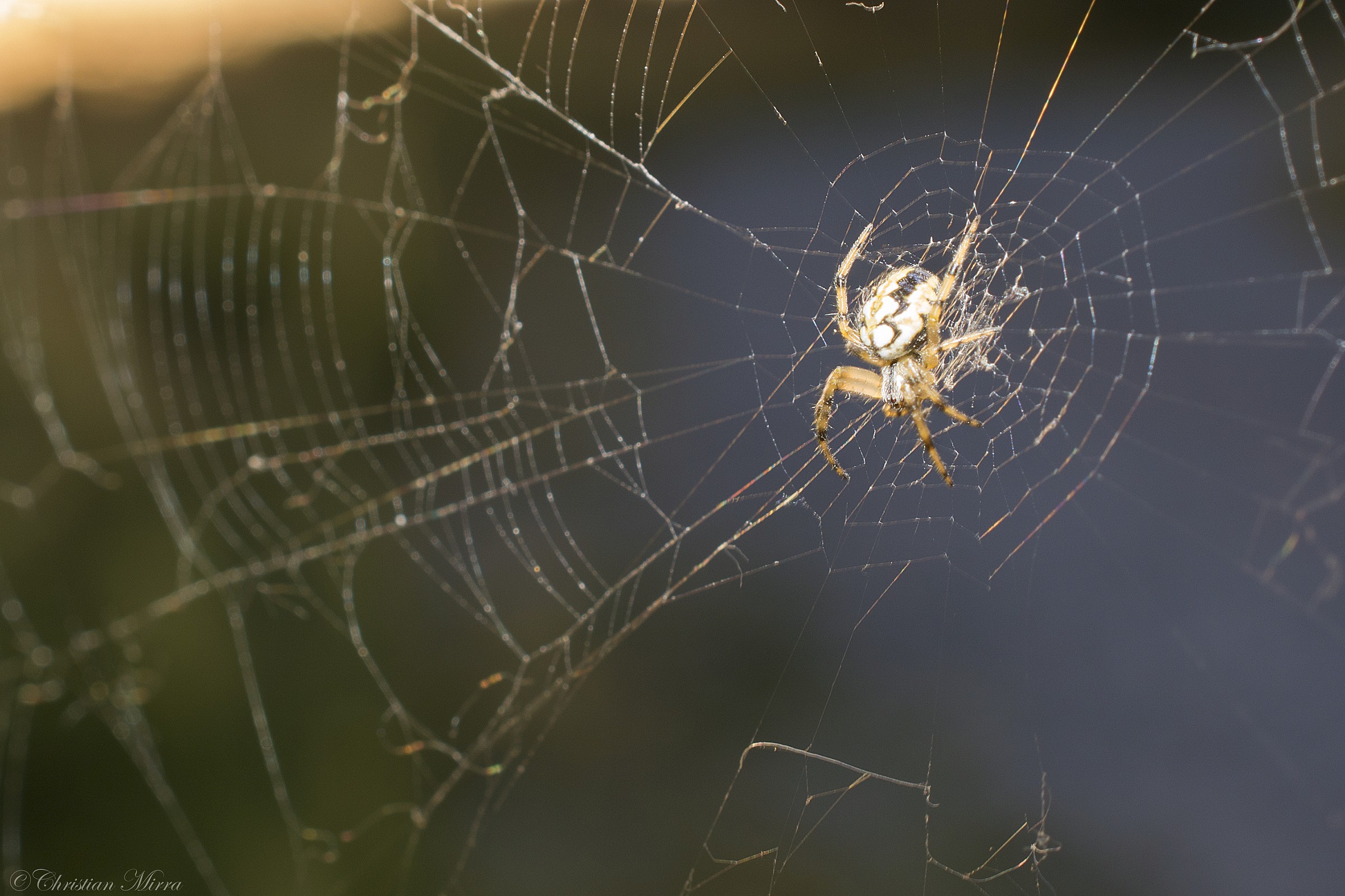 Prime prove di macro