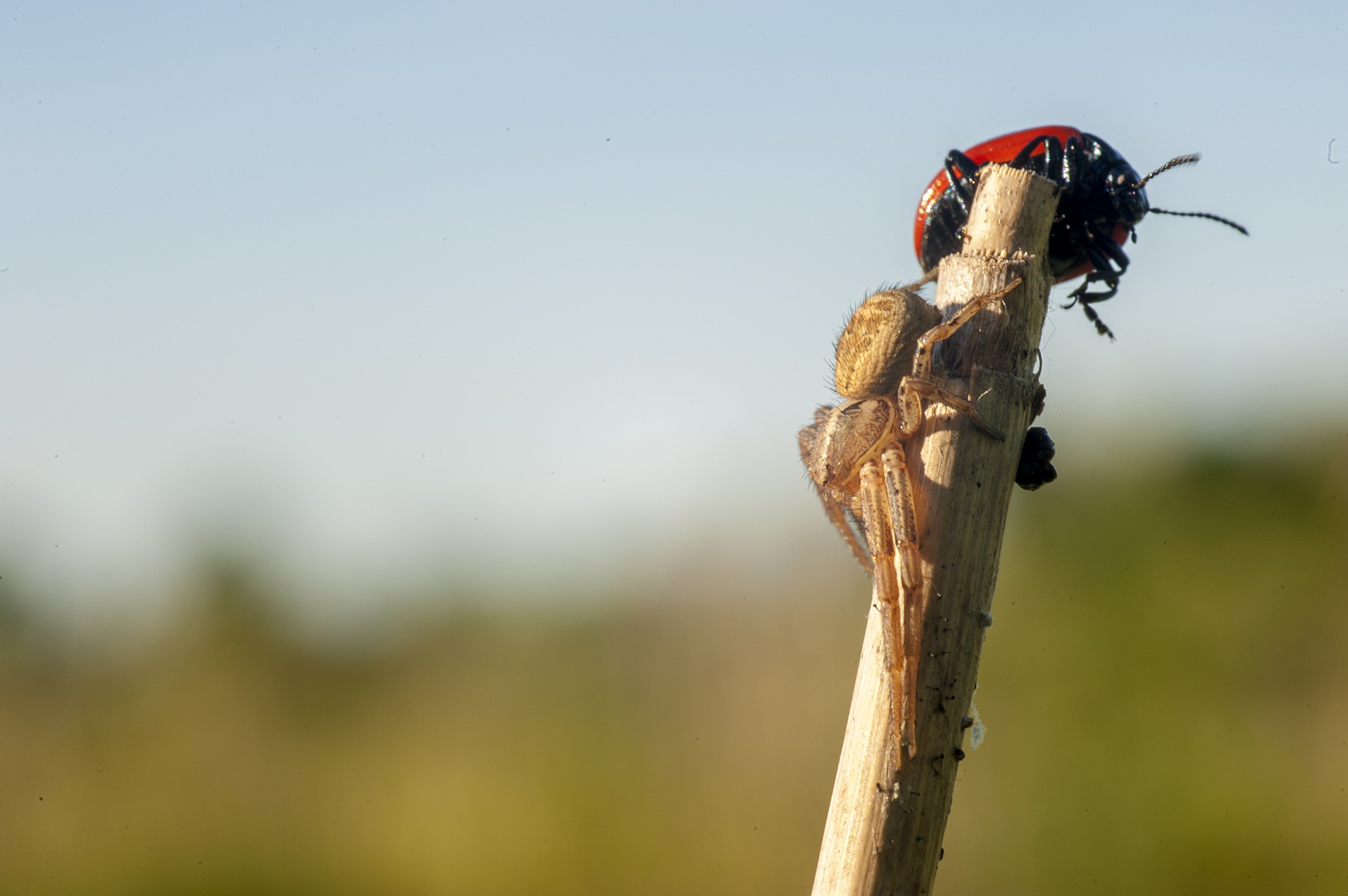 Chrysolina rossia e Xysticus sp.