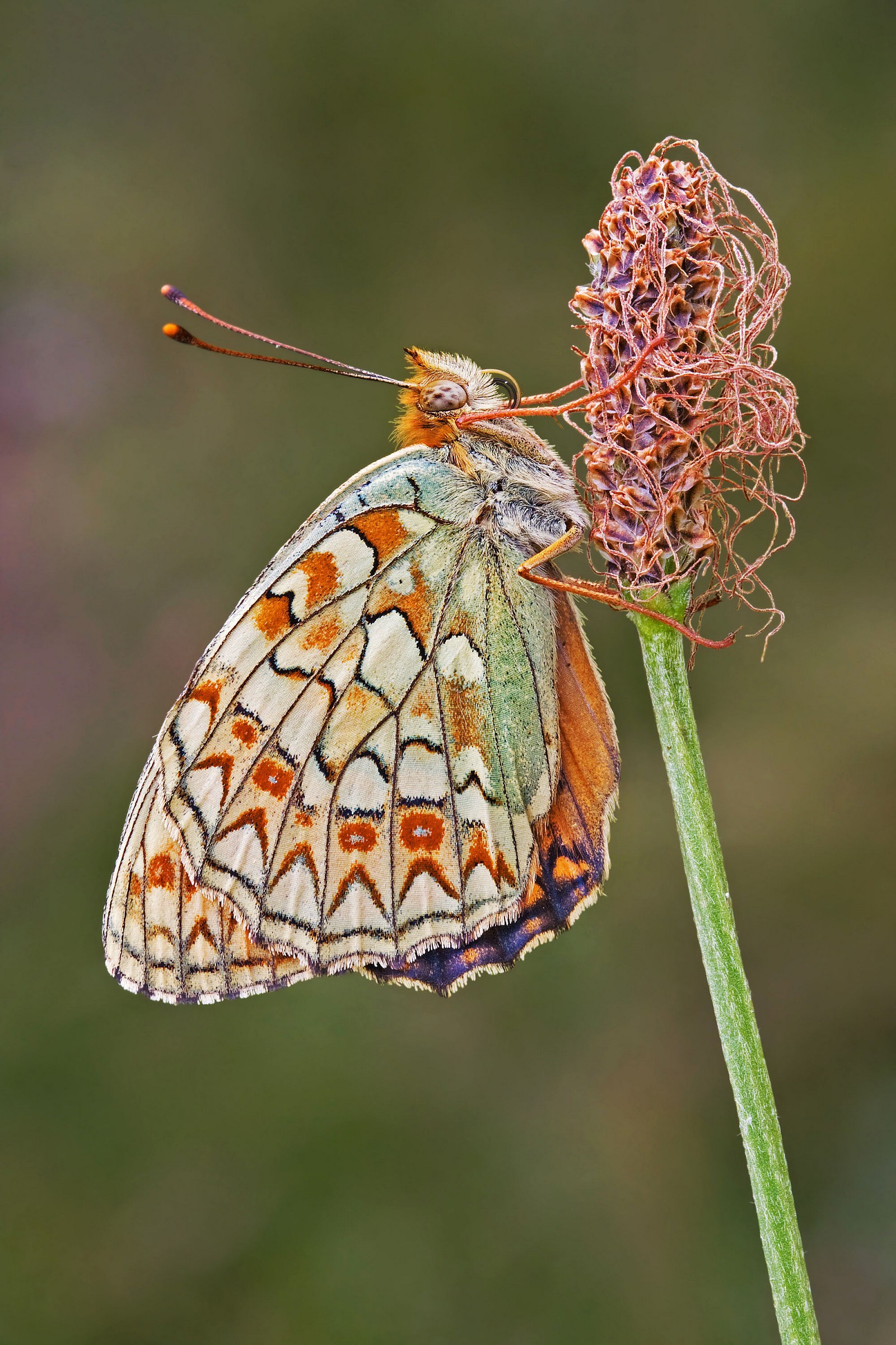 Argynnis niobe
