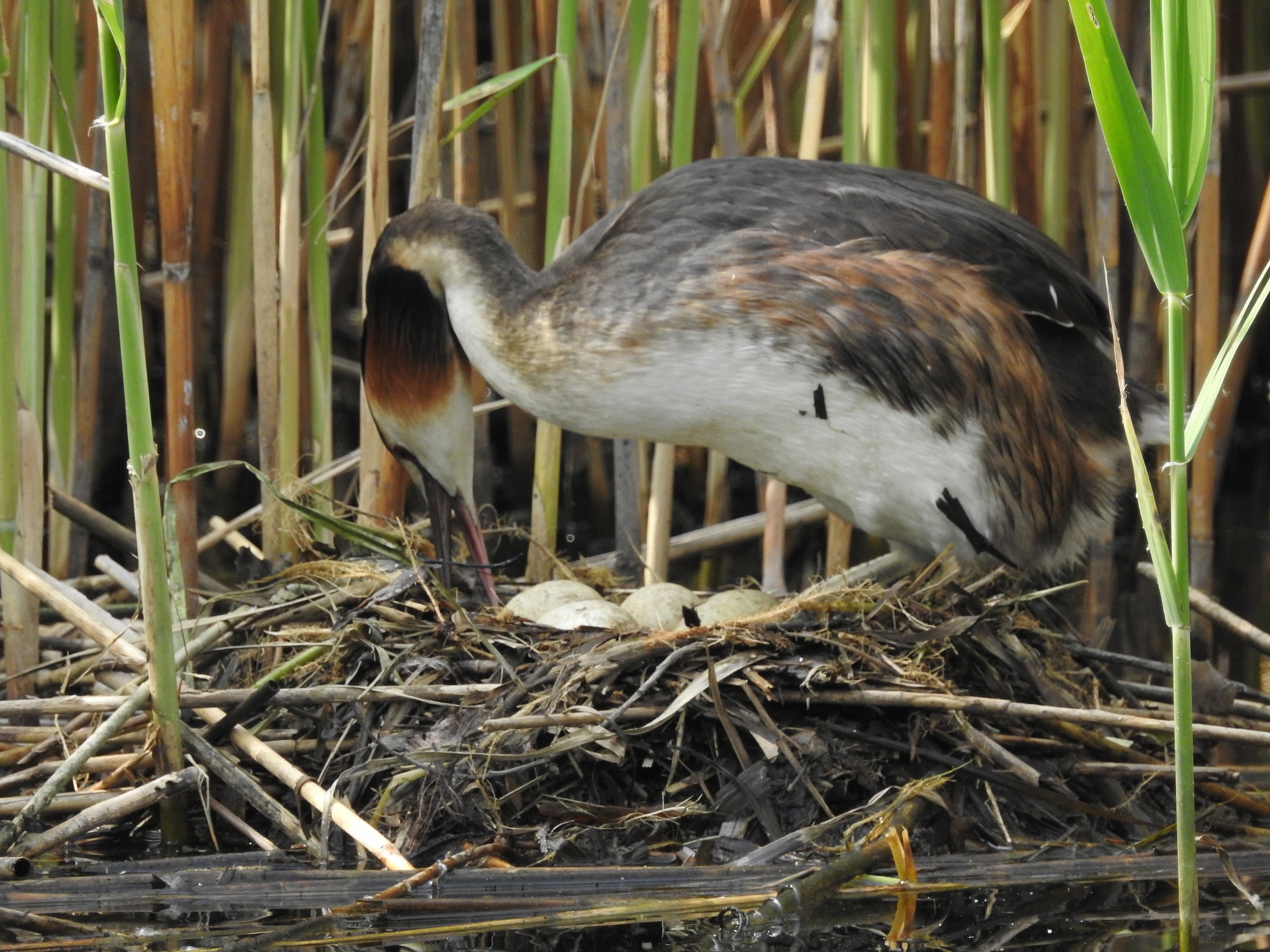 grebe eggs 1