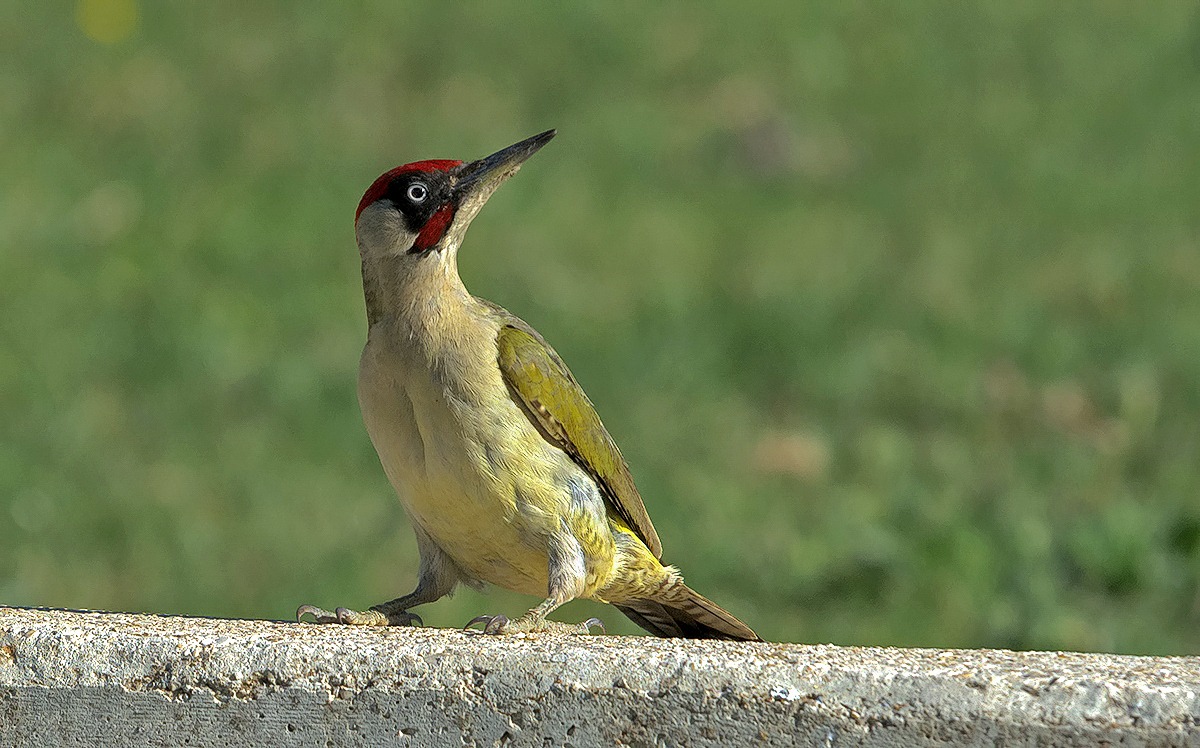 Picchio verde ((Picus viridis)