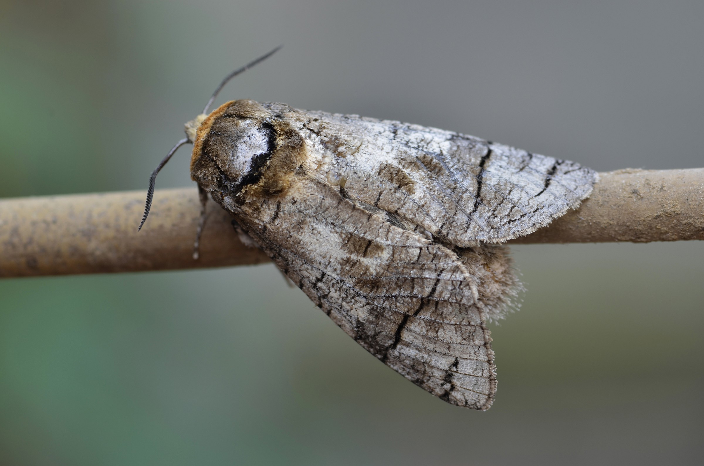 moth "I do not know the name"