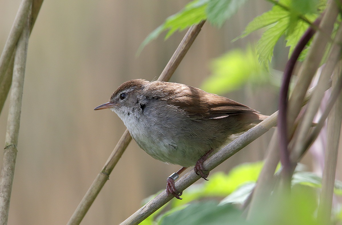 reed warbler